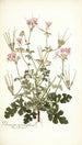 Pelargonium anemonaefolium - Nikolaus Joseph Freiherr von Jacquin — Ansicht des Kunstwerks