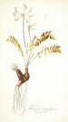 Pelargonium astragalifolium - Nikolaus Joseph Freiherr von Jacquin — Ansicht des Kunstwerks