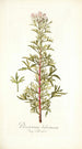Pelargonium balsameum - Nikolaus Joseph Freiherr von Jacquin — Ansicht des Kunstwerks