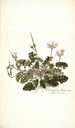 Pelargonium betonicum - Nikolaus Joseph Freiherr von Jacquin — Ansicht des Kunstwerks