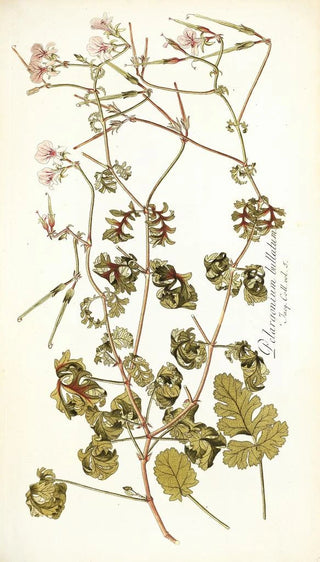 Nikolaus Joseph Freiherr von Jacquin - Pelargonium bullatum.webp