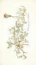 Pelargonium chamaedryfolium - Nikolaus Joseph Freiherr von Jacquin — Ansicht des Kunstwerks