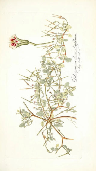 Nikolaus Joseph Freiherr von Jacquin - Pelargonium chamaedryfolium.webp