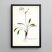 Pelargonium ciliatum - Nikolaus Joseph Freiherr von Jacquin — gerahmtes Bild an der Wand