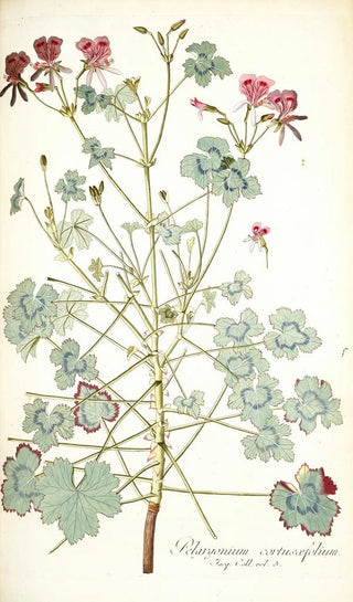 Nikolaus Joseph Freiherr von Jacquin - Pelargonium cortusaefolium.webp