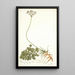 Pelargonium daucoides - Nikolaus Joseph Freiherr von Jacquin — gerahmtes Bild an der Wand