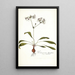 Pelargonium depressum - Nikolaus Joseph Freiherr von Jacquin — gerahmtes Bild an der Wand