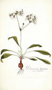 Pelargonium depressum - Nikolaus Joseph Freiherr von Jacquin — Ansicht des Kunstwerks