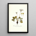 Pelargonium heterophyllum - Nikolaus Joseph Freiherr von Jacquin — gerahmtes Bild an der Wand