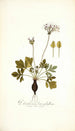 Pelargonium heterophyllum - Nikolaus Joseph Freiherr von Jacquin — Ansicht des Kunstwerks