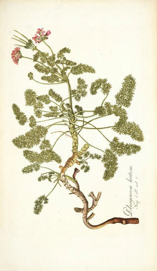 Nikolaus Joseph Freiherr von Jacquin - Pelargonium hirtum.webp