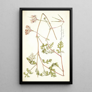 Nikolaus Joseph Freiherr von Jacquin - Pelargonium longicaule.webp