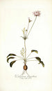 Pelargonium longifolium - Nikolaus Joseph Freiherr von Jacquin — Ansicht des Kunstwerks