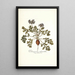 Pelargonium melananthon - Nikolaus Joseph Freiherr von Jacquin — gerahmtes Bild an der Wand