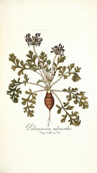 Nikolaus Joseph Freiherr von Jacquin - Pelargonium melananthon.webp