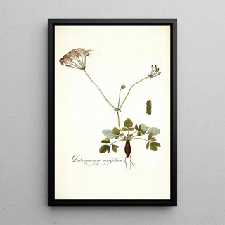 Nikolaus Joseph Freiherr von Jacquin - Pelargonium nervifolium.webp