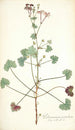 Pelargonium patulum - Nikolaus Joseph Freiherr von Jacquin — Ansicht des Kunstwerks