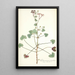 Pelargonium patulum - Nikolaus Joseph Freiherr von Jacquin — gerahmtes Bild an der Wand