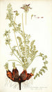 Pelargonium rapaceum - Nikolaus Joseph Freiherr von Jacquin — Ansicht des Kunstwerks