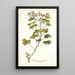 Pelargonium ribifolium - Nikolaus Joseph Freiherr von Jacquin — gerahmtes Bild an der Wand