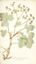 Pelargonium tomentosum - Nikolaus Joseph Freiherr von Jacquin — Ansicht des Kunstwerks