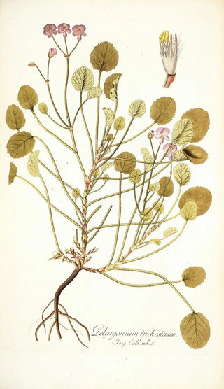 Nikolaus Joseph Freiherr von Jacquin - Pelargonium trichostemon.webp