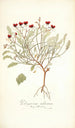 Pelargonium violareum - Nikolaus Joseph Freiherr von Jacquin — Ansicht des Kunstwerks