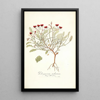 Nikolaus Joseph Freiherr von Jacquin - Pelargonium violareum.webp