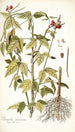 Phaseolus semierectus - Nikolaus Joseph Freiherr von Jacquin — Ansicht des Kunstwerks