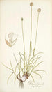 Phleum gerardi - Nikolaus Joseph Freiherr von Jacquin — Ansicht des Kunstwerks