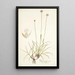 Phleum gerardi - Nikolaus Joseph Freiherr von Jacquin — gerahmtes Bild an der Wand