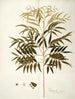Phyllanthus speciosa - Nikolaus Joseph Freiherr von Jacquin — Ansicht des Kunstwerks