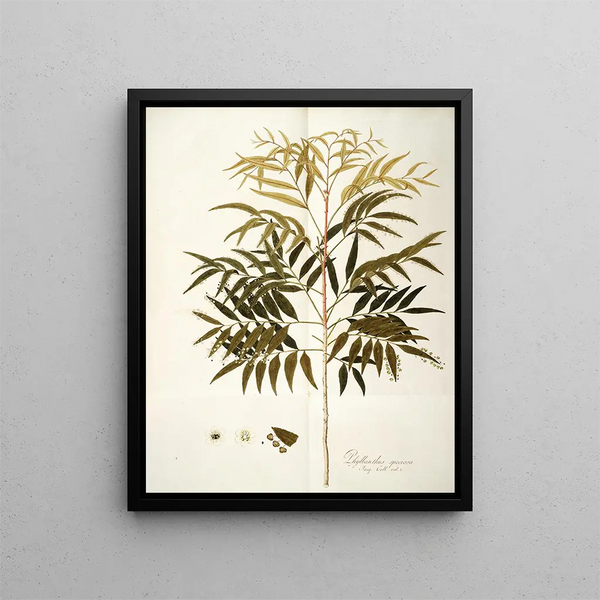 Nikolaus Joseph Freiherr von Jacquin - Phyllanthus speciosa.webp