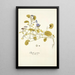 Physalis prostrata - Nikolaus Joseph Freiherr von Jacquin — gerahmtes Bild an der Wand