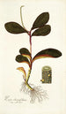 Piper clusiaefolium - Nikolaus Joseph Freiherr von Jacquin — Ansicht des Kunstwerks