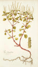 Piper obtusifolium - Nikolaus Joseph Freiherr von Jacquin — Ansicht des Kunstwerks