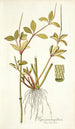 Piper pereskiaefolium - Nikolaus Joseph Freiherr von Jacquin — Ansicht des Kunstwerks