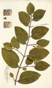 Piper tuberculatum - Nikolaus Joseph Freiherr von Jacquin — Ansicht des Kunstwerks