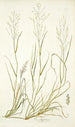 Poa abyssinica - Nikolaus Joseph Freiherr von Jacquin — Ansicht des Kunstwerks