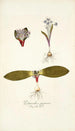 Polyanthes pygmaea - Nikolaus Joseph Freiherr von Jacquin — Ansicht des Kunstwerks