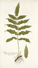 Polypodium fraxinifolium - Nikolaus Joseph Freiherr von Jacquin — Ansicht des Kunstwerks