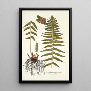 Nikolaus Joseph Freiherr von Jacquin - Polypodium molle.webp
