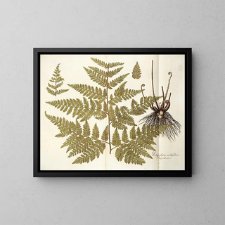 Nikolaus Joseph Freiherr von Jacquin - Polypodium multifidum.webp