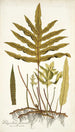 Polypodium phymatodes - Nikolaus Joseph Freiherr von Jacquin — Ansicht des Kunstwerks