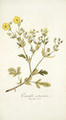Potentilla astracanica - Nikolaus Joseph Freiherr von Jacquin — Ansicht des Kunstwerks