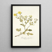 Potentilla astracanica - Nikolaus Joseph Freiherr von Jacquin — gerahmtes Bild an der Wand