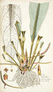 Pothos crassinervia - Nikolaus Joseph Freiherr von Jacquin — Ansicht des Kunstwerks