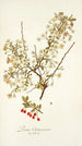Prunus chamaecerasus - Nikolaus Joseph Freiherr von Jacquin — Ansicht des Kunstwerks