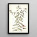 Psoralea phymatodes - Nikolaus Joseph Freiherr von Jacquin — gerahmtes Bild an der Wand