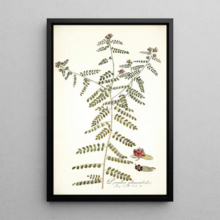 Nikolaus Joseph Freiherr von Jacquin - Psoralea phymatodes.webp